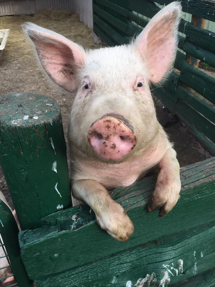 pig-pic-farm